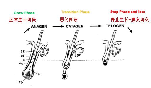 脱发者福音：葆缇嘉拯救您的掉发、秃顶之忧